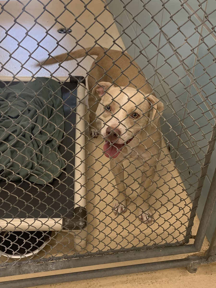 lyss_arnold31's tweet image. It hasn’t even been 24 hours with Nala and I’d already die for her #newestaddition #imgonnaloveyouforever