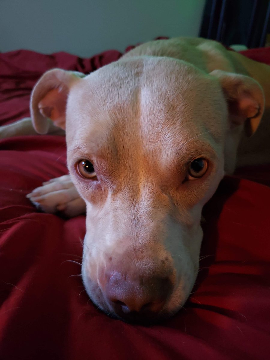 lyss_arnold31's tweet image. It hasn’t even been 24 hours with Nala and I’d already die for her #newestaddition #imgonnaloveyouforever