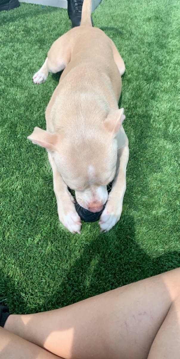 lyss_arnold31's tweet image. It hasn’t even been 24 hours with Nala and I’d already die for her #newestaddition #imgonnaloveyouforever