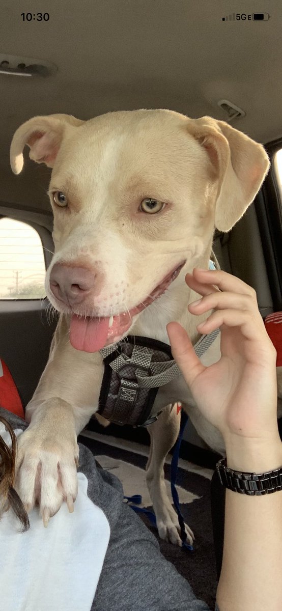 lyss_arnold31's tweet image. It hasn’t even been 24 hours with Nala and I’d already die for her #newestaddition #imgonnaloveyouforever