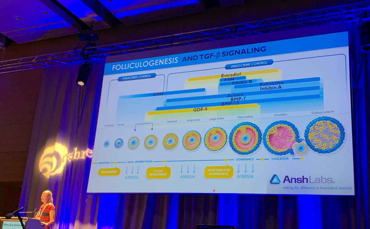 YMakanji's tweet photo. Excellent talk! Unravelling the role TGFbeta members during ovarian follicle development in PCO patients #ESHRE2019. Novel ELISAs from @AnshLabs #inhibins #activins #AMH #GDF9 https://t.co/wAdHuYXauo