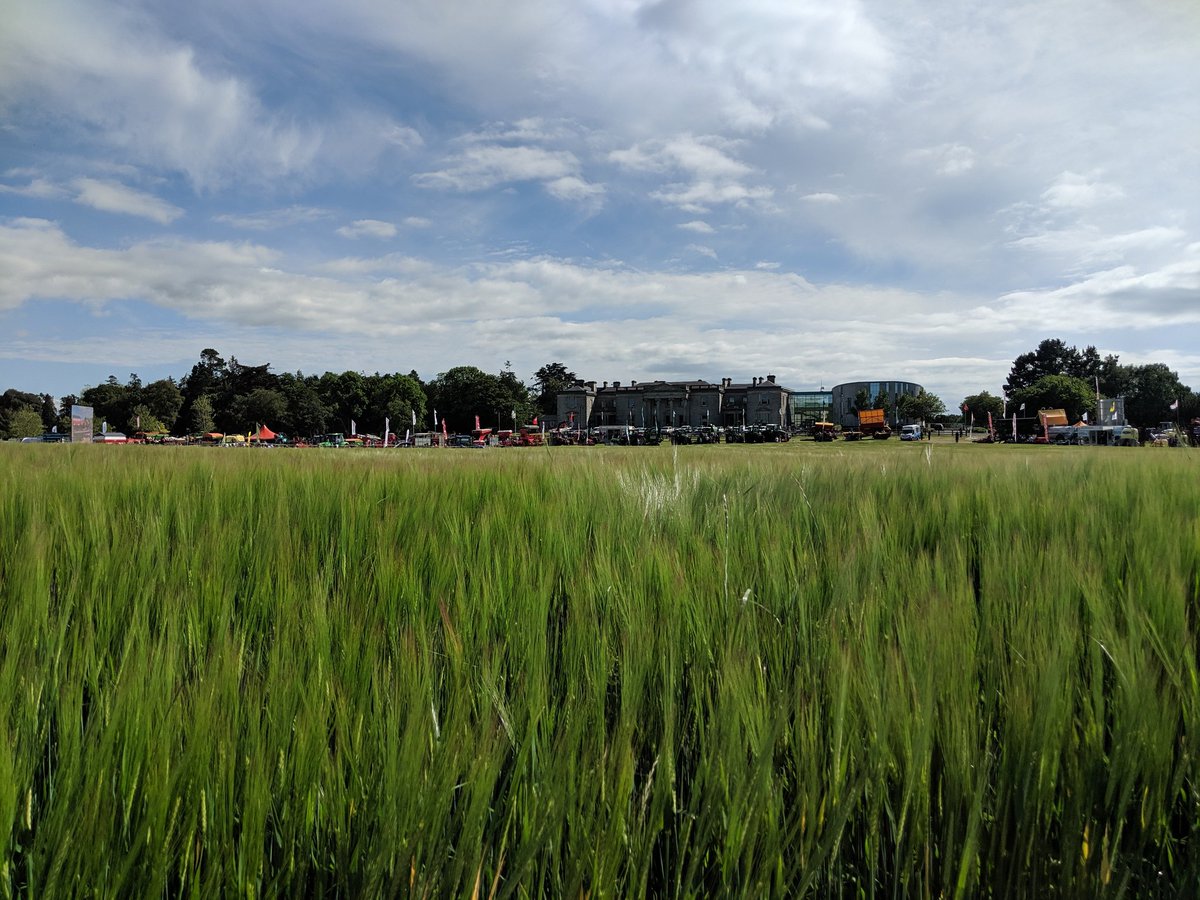 BarleyPlanet's tweet photo. Good to see subset of #IMPROMALT #BetterBarley germplasm being utilised by @TeagascCrops. Some varying levels of Ramularia in them but nothing like as much as the winter barley RL. Oak Park is a wonderful location. https://t.co/Z5bhS8LcJV