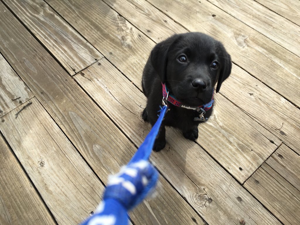 MrsBriarRabbit's tweet photo. @SchviftyFive This is Finnegan @TheBriarRabbit https://t.co/8jLD3VuTx6
