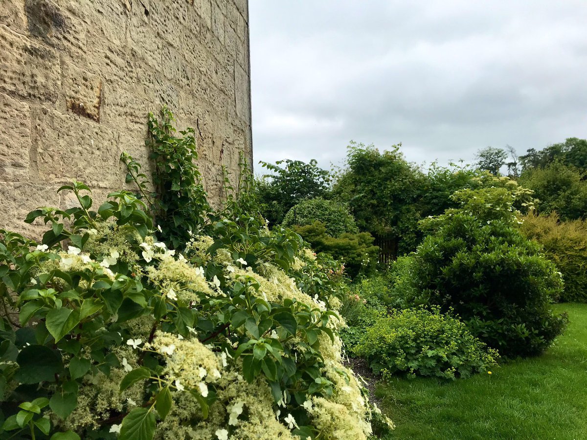 I am ensconced in magnificent Northumberland. I have a terrible cold, but who cares, I’m in a heartbreakingly beautiful house, baking with the yeast we collected in Buckinghamshire less than a week ago, using  @Gilchesters organic Spelt that was grown and milled just up the road.