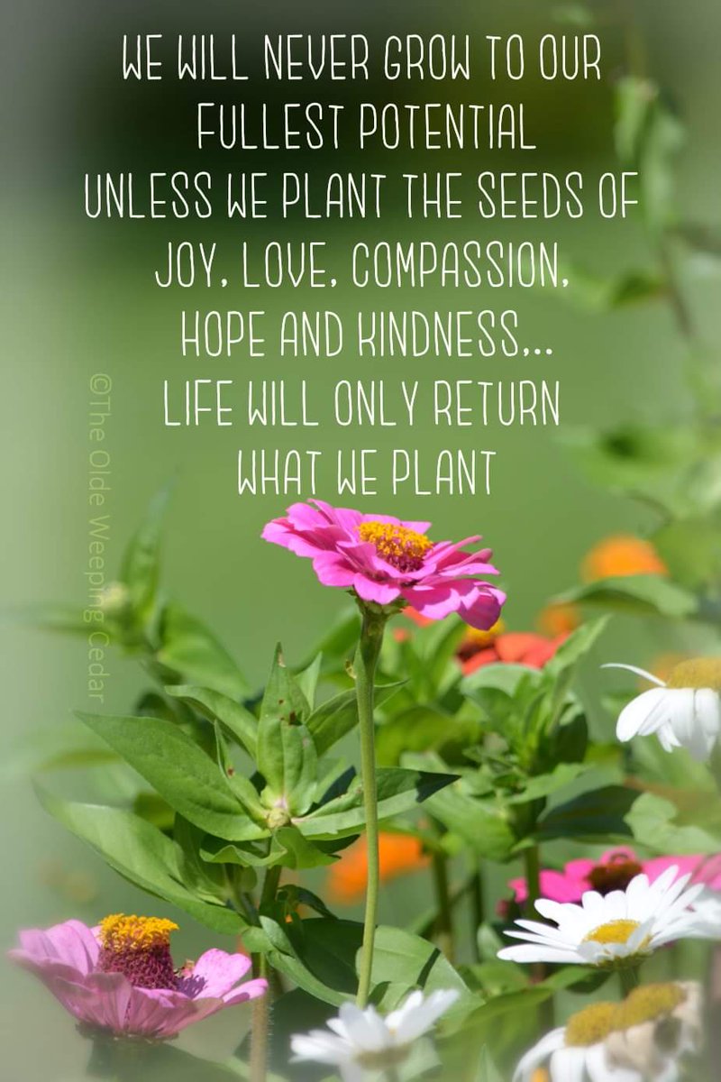 anothercc's tweet photo. @drawrussell @BrinsonEb @DeniseBalcarcel Happy Wednesday Twiends... It's a BeYOUtiful Day to sow some seeds of Joy, Love, Compassion, Hope, and Kindness. ❤ #BeASower #FullestPotential #ReceiveWhatWeGive
#ReapWhatWeSow https://t.co/RR8M26AFyu