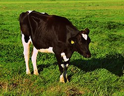 Koe is bedrijfsmiddel, dus btw kan worden herzien boschland.nl/koe-is-bedrijf… #landbouwregeling