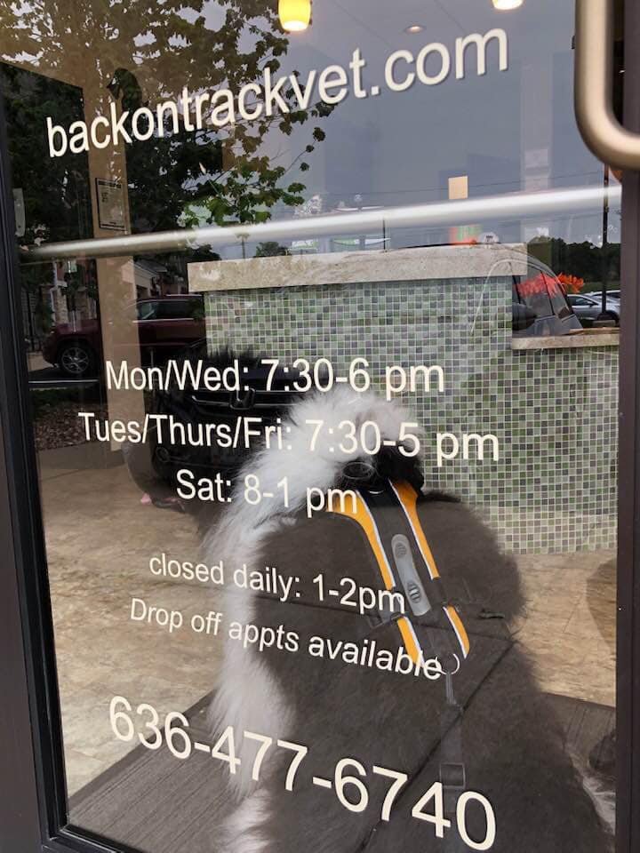 BackOnTrackVet's tweet photo. We ❤️🐼
#petrehab #vetcare #sharingourcontactinfo https://t.co/FyBwsq1FqW