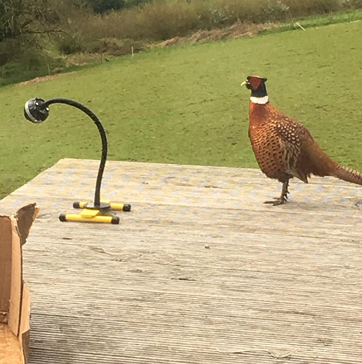 GloForce tweet media