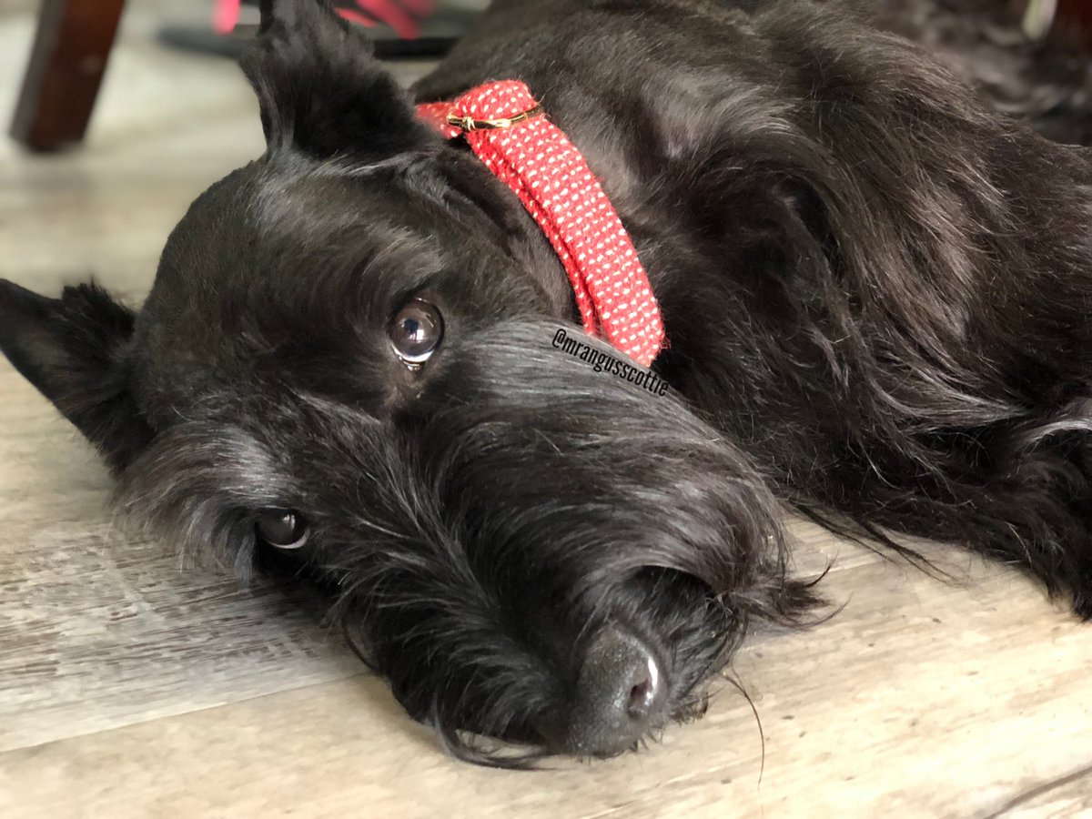 “Darkness cannot drive out darkness; only light can do that. Hate cannot drive out hate, only love can do that.” -Martin Luther King, Jr
Happy #ForgivenessDay 
Angus is asking forgiveness for stealing the cookie the other day. What do you think? 
#pleaseforgiveme #puppyeyes