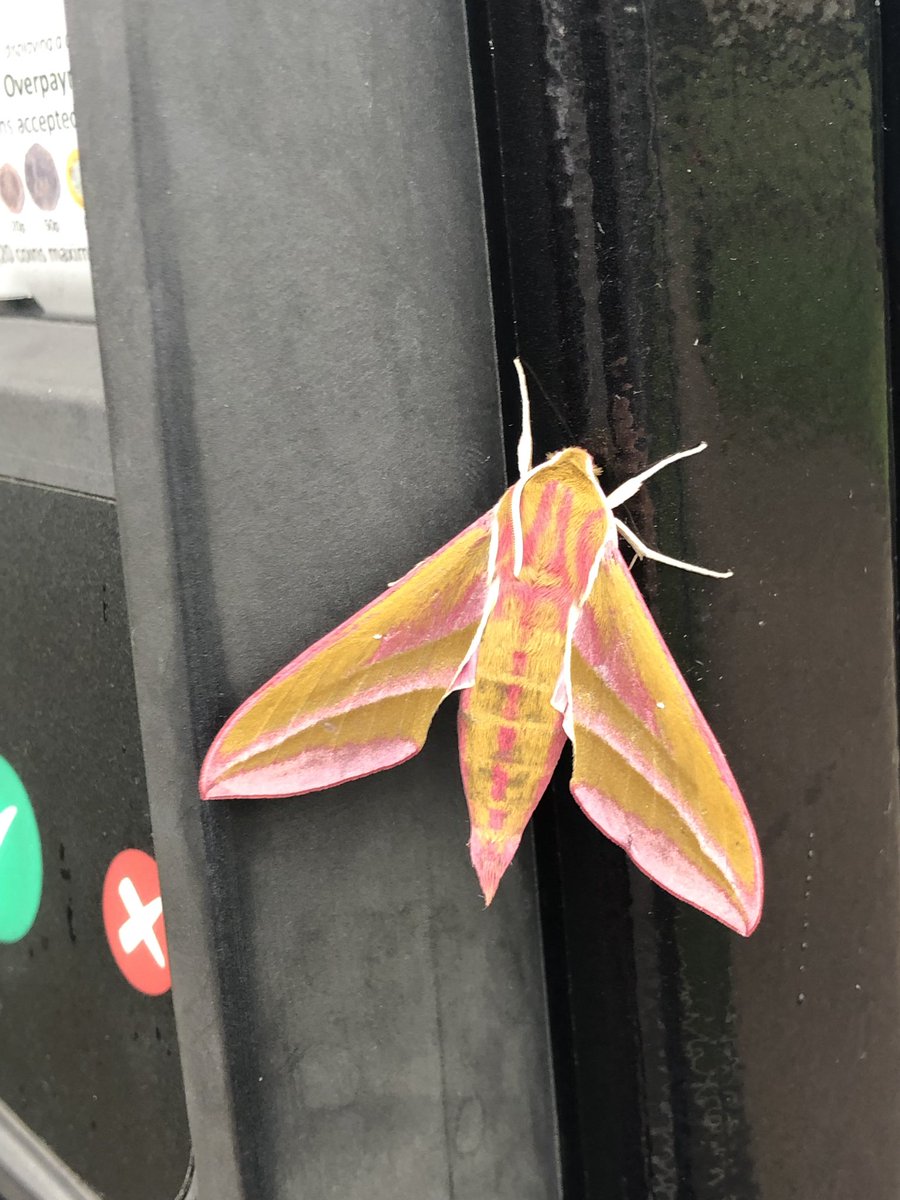 detecting_uk's tweet image. Saw this beautiful moth this morning on parking machine, anyone know what it is ? #moth #sussex #worthing