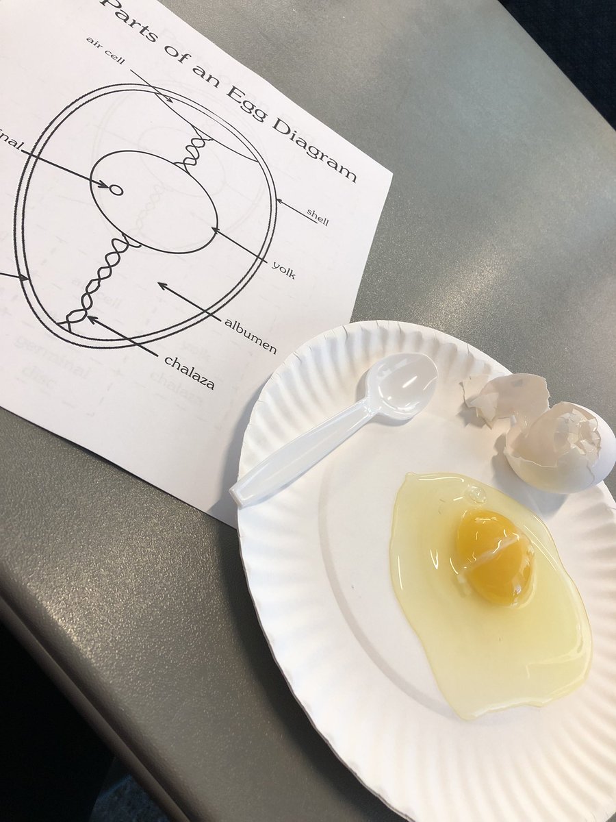 lizcross87's tweet photo. Starting off the morning with a little Embryology π₯π³! #NCATSTEM @LCSJackets @NCFCSEd @nicole27407 https://t.co/8AHzYXy85K