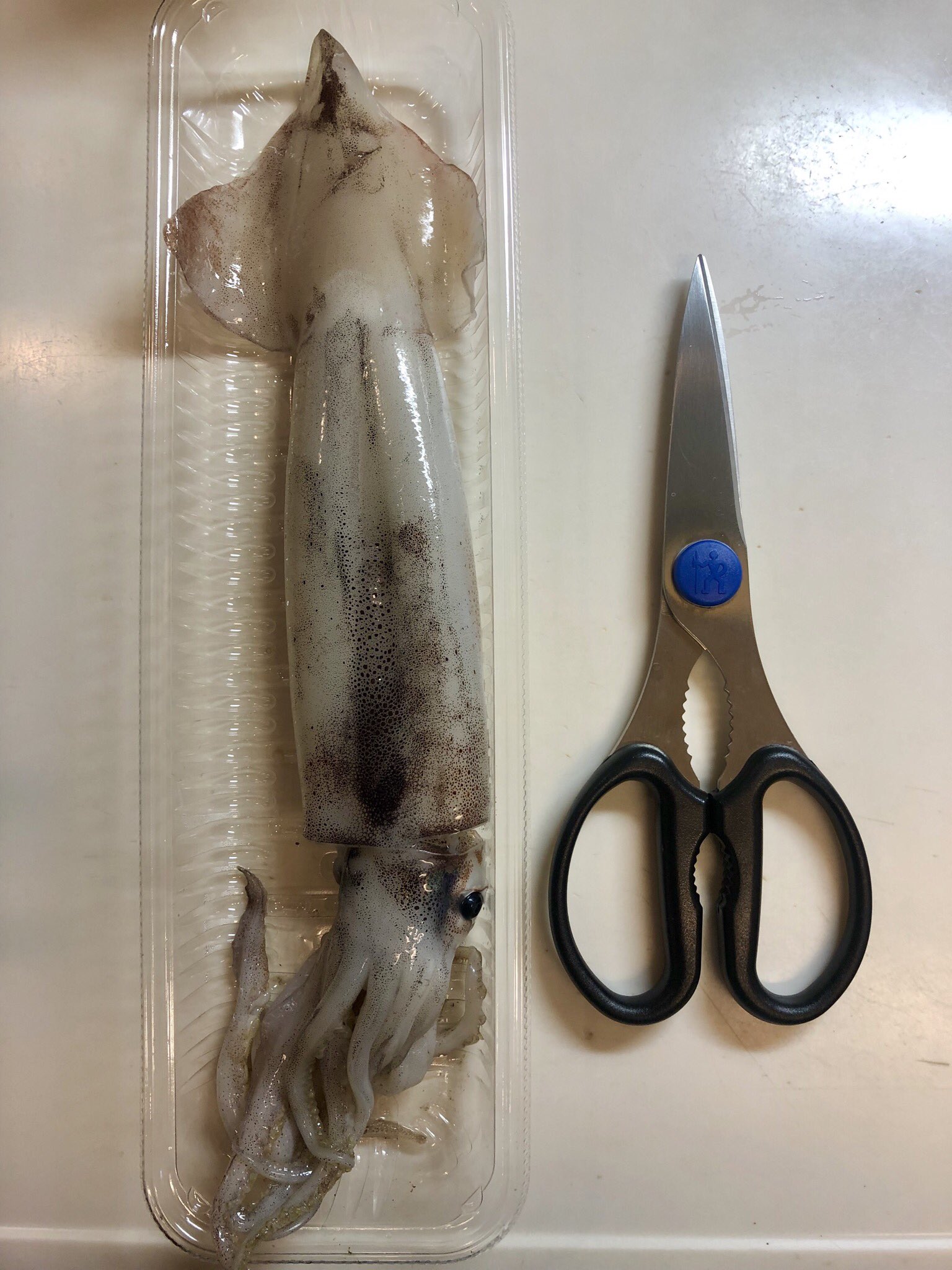 おりえ キッチンバサミでスルメイカが綺麗に捌けたのでメモ イカとハサミを用意する エンペラの付いている反対側を縦に切る 目の上を持ってワタを抜く 背骨を取る T Co Fptmdmrvpr Twitter おりえ キッチンバサミでスルメイカが綺麗に捌けたのでメモ イカとハサミを用意する エンペラの付いている反対側を縦に切る 目の上を持ってワタを抜く 背骨を取る T Co Fptmdmrvpr Twitter