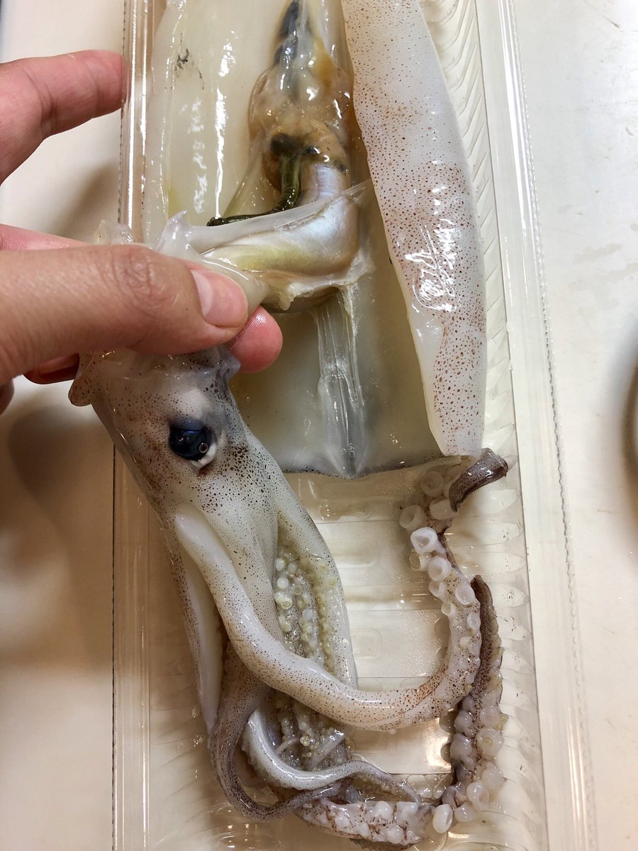 おりえ キッチンバサミでスルメイカが綺麗に捌けたのでメモ イカとハサミを用意する エンペラの付いている反対側を縦に切る 目の上を持ってワタを抜く 背骨を取る おりえ キッチンバサミでスルメイカが綺麗に捌けたのでメモ イカとハサミを用意する エンペラの付いている反対側を縦に切る 目の上を持ってワタを抜く 背骨を取る