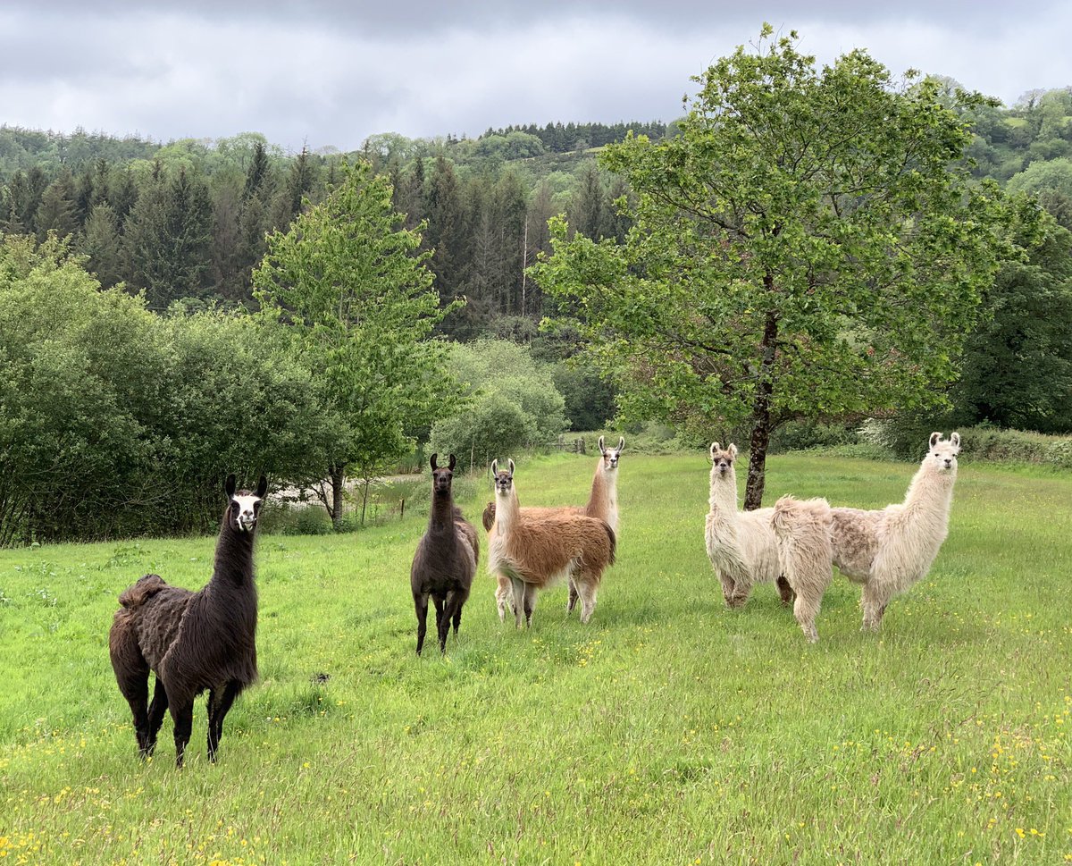 Beautiful llamas in a beautiful field
