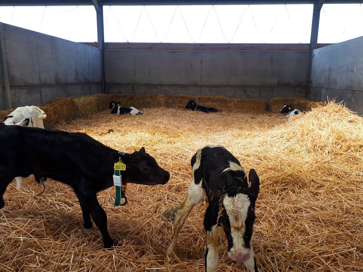 KeithGue's tweet photo. 6 little heifer calves. 6 different sires. #spreadtherisk https://t.co/L4mKycpNuP