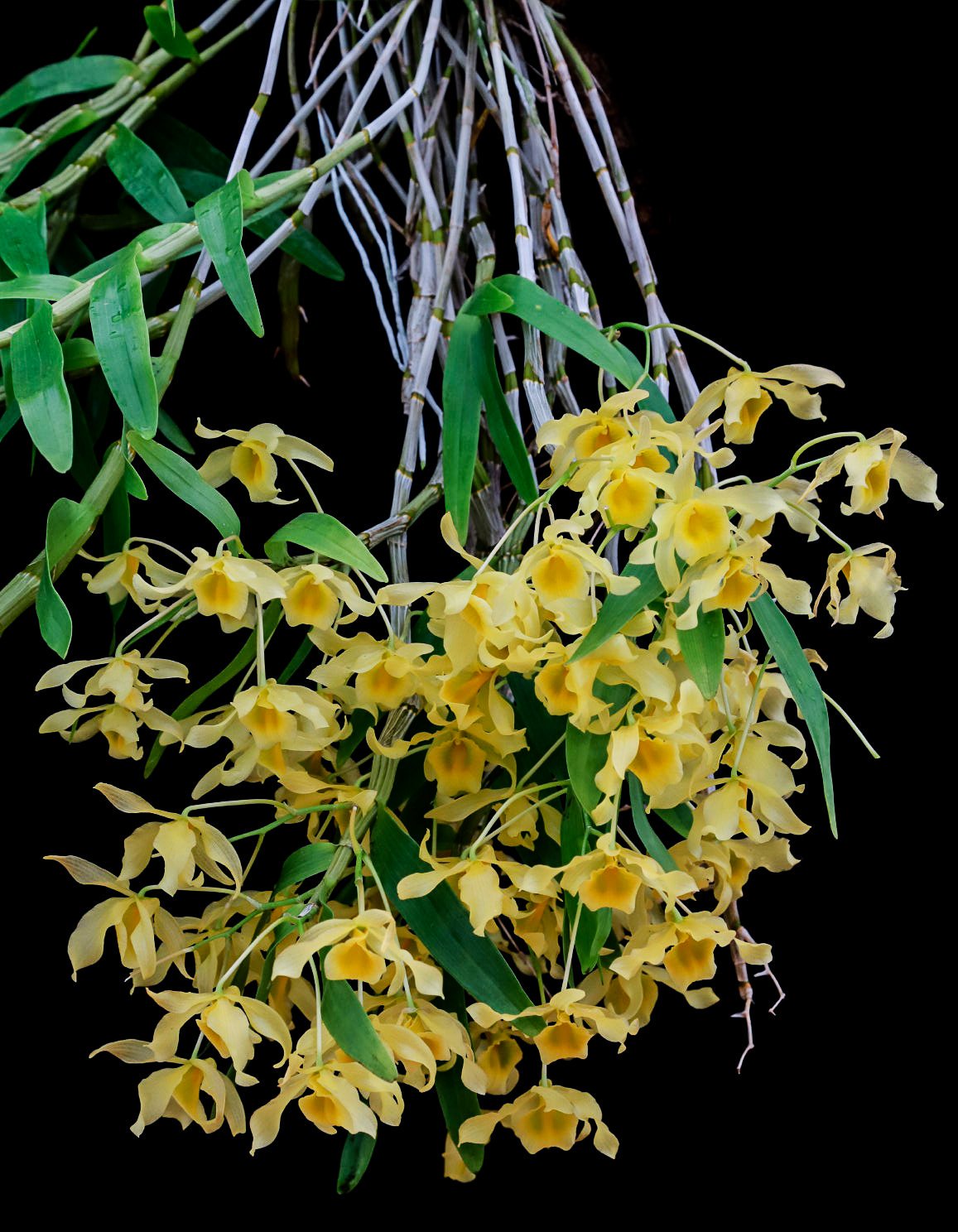 Kết quả hình ảnh cho Dendrobium friedericksianum