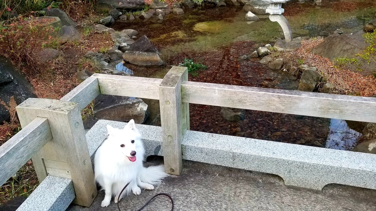 PetRelocation's tweet photo. Sweet Yuki the Japanese Spitz moved from California to Tokyo earlier this year. Looks like she's loving her new surroundings!
#Japan #dogsofTokyo #petshipping #petshippers #dogsofjapan #petrelocation https://t.co/pdkKBGT1sA