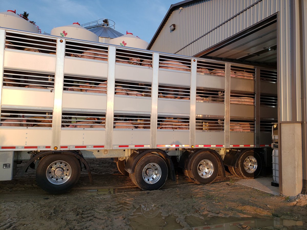 petenyenhuis's tweet photo. Loaded the new berdex trailer at new barn indoor loading chute this am
@ConestogaMeats 
#Hishon https://t.co/FSoMOVuBvh