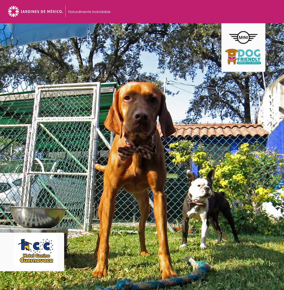 jardinesdemex's tweet photo. Nuestros amigos del @HCaninoCuerna son la mejor opción si vas a salir de viaje y no quieres que tu mejor amigo de cuatro patitas se quede solo. Cuentan con amplias instalaciones y seguridad todo el día. ¡Nos vemos el 21 de julio en el #DogFriendlyJDM! https://t.co/Nd2bsqo4ed 🐾🌺 https://t.co/E05Vr3kqlG