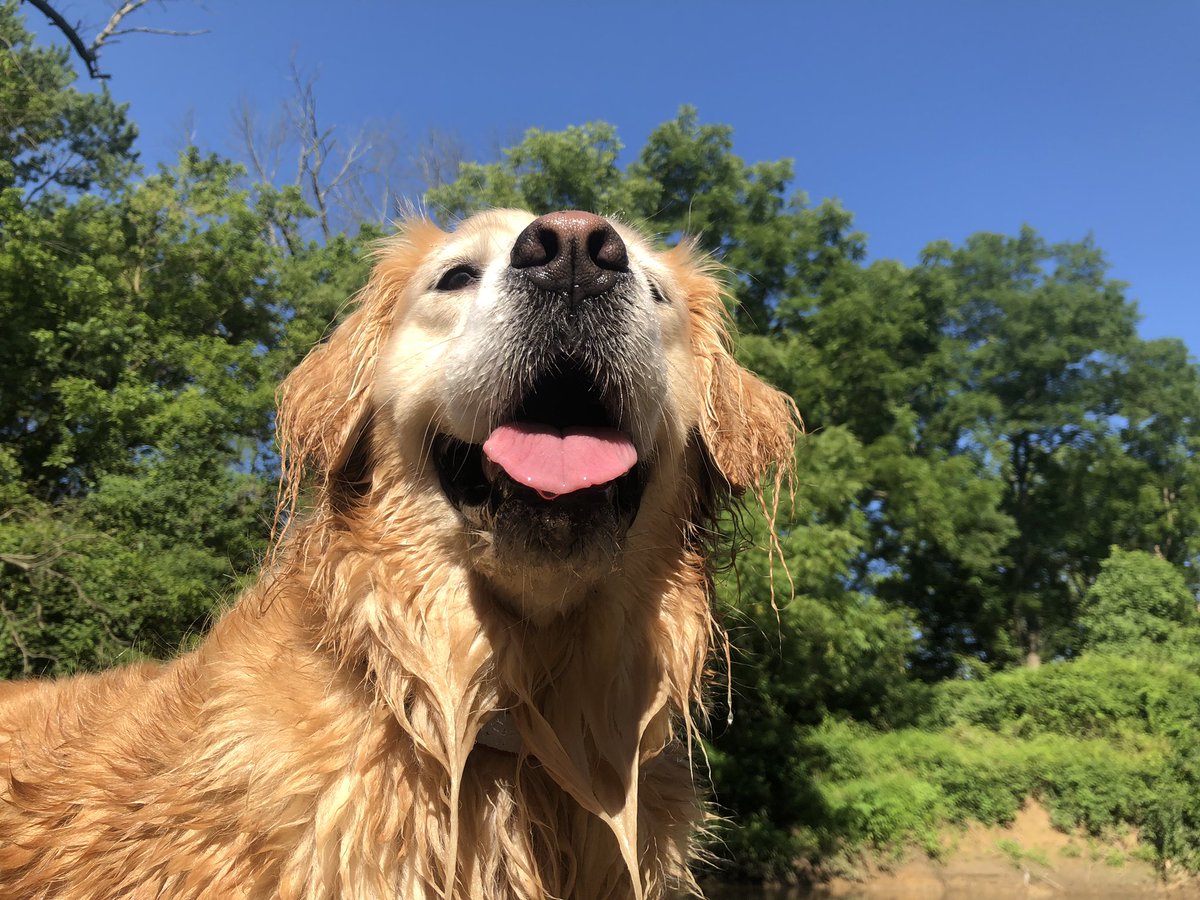 Hopper Dog tweet media