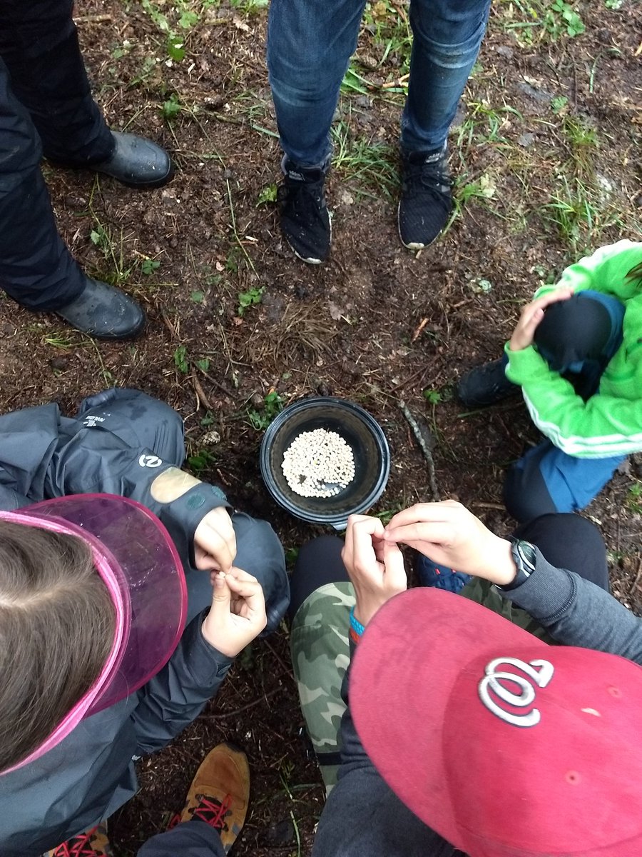Vad händer här? Entita vs talgoxe i kampen om föda. #Biologikollo #Biologi #Naturvetenskap