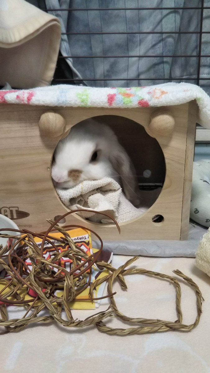 久しぶりに巣箱入りました。