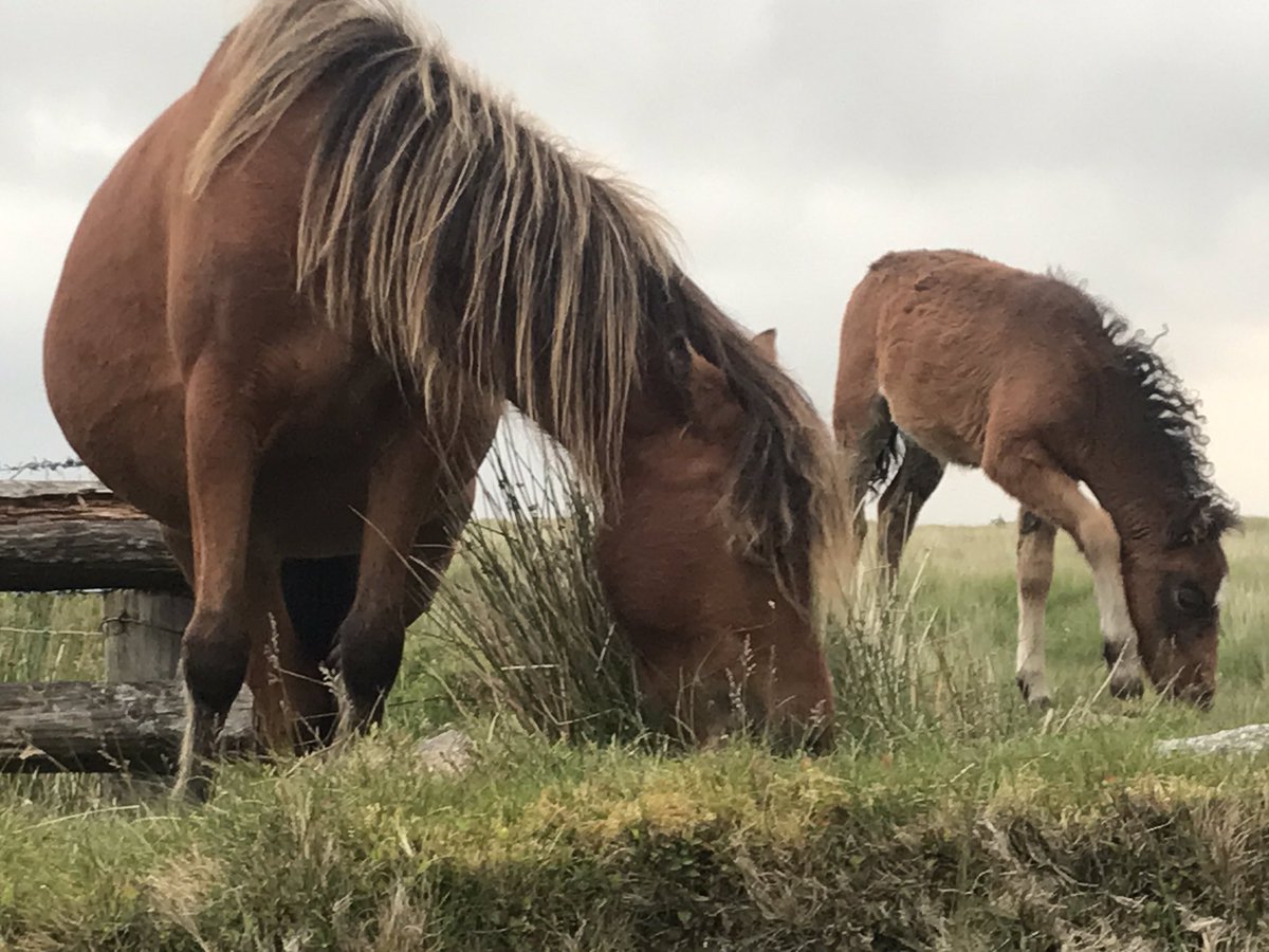 Steve Chapman tweet media