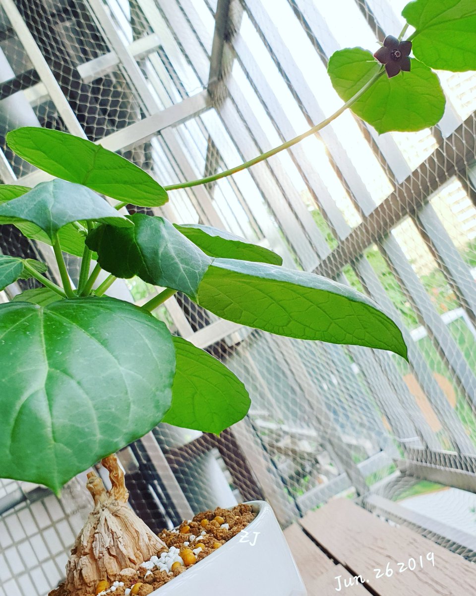 LeeJay1019's tweet photo. 【生長紀錄】
2019年首花~ 要跟龜殼一起入鏡有點緊繃(〃'▽'〃) 
(目前4.5cm)
.
.
.
#龜甲 #蘿藦 #matelea #cyclophylla #マテレア #シクロフィラ #staghornisland_mc https://t.co/8GjDvy5fmg
