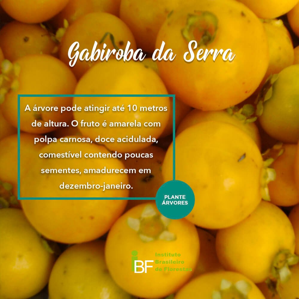 ibflorestas's tweet image. A Gabiroba da Serra se adapta em solos secos e úmidos. Seu fruto é rico em carboidratos, proteínas, sais minerais, niacina e vitaminas C e do complexo B.
.
.
#IBFlorestas #ÁrvoresNativas#PlanteÁrvores #Gabiroba #GabirobaDaSerra #Árvores#Tree