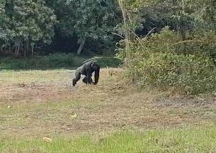 zoobeauval's tweet photo. L'EXTRAORDINAIRE AVENTURE de #Kuimba et #Mayombé continue ! Elles sont arrivées au #Gabon !!! 😃 Découvrez la suite de ce périple palpitant par ici ➡️ https://t.co/D1zT4iSUMb … #RéintroGorilles 🌿🦍 https://t.co/amX0otZCHe