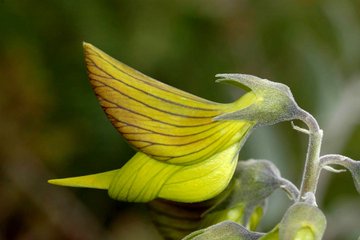 La planta con flores que parecen colibríes | Verne México EL PAÍS
