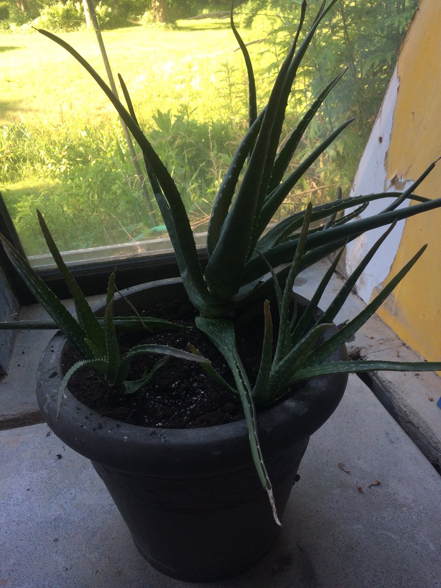 Stonerpair's tweet photo. the mother plant has been transplanted.... now we have an aloe farm 😅 https://t.co/oRF9M6TvNR