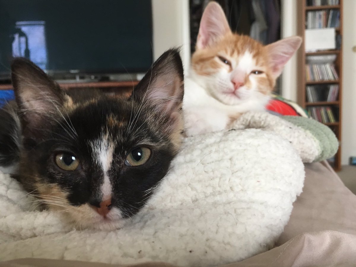 The Foxes' Cats tweet media