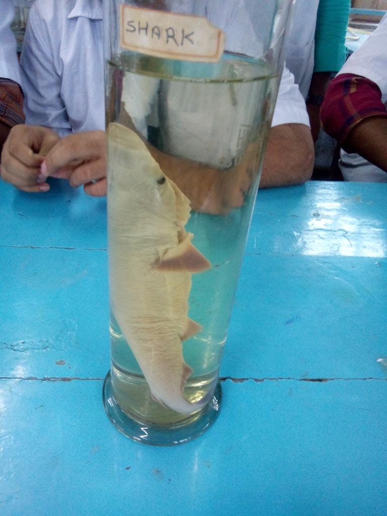 vaghelaharshit7's tweet photo. #Ophiocephalus_punctatus(#Snake_Head)#Shark(#Scoliodon #Dogfish)#Protopterus(#Lungfish)
#Discover_of_Harshit_Vaghela https://t.co/2A1Kaolmfk