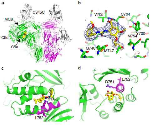 dmastellos's tweet photo. Here's to the first small-molecule #inhibitor of #complement C5 reported in @nchembio by the @Novartis team! The drug development pipeline of C5-targeted #therapeutics is getting really 'overcrowded' ;-) https://t.co/9bKg9x0vGm #complement_therapeutics #structure #C5convertase https://t.co/6uL3QKE9D2