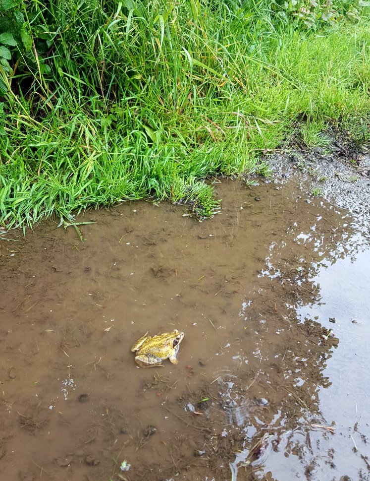One of our resident frogs is enjoying the puddles around the farm 🐸facebook.com/sharnfoldfarm/ #sharnfoldfarm #eastbourne #weather