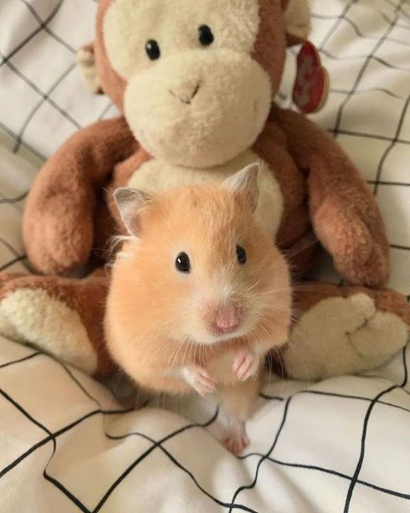 hamsterfluffs's tweet photo. #Hamster #Hamsters #HamHamWonderland ~ ‘scuse me monkey friend! do you have any dried banana treats to share? 🍌🐵🐹 https://t.co/IcBHBr4QqH https://t.co/4Dkk4bCDFN https://t.co/mYtTYk4eyS