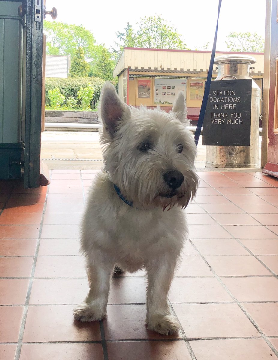 Meet Hamish the Westie! 

He’s been on a tour of some Heritage Railways around the country over the last couple of weeks. Him and his owner are paying us a visit today 😍🚂 #Ramsbottom