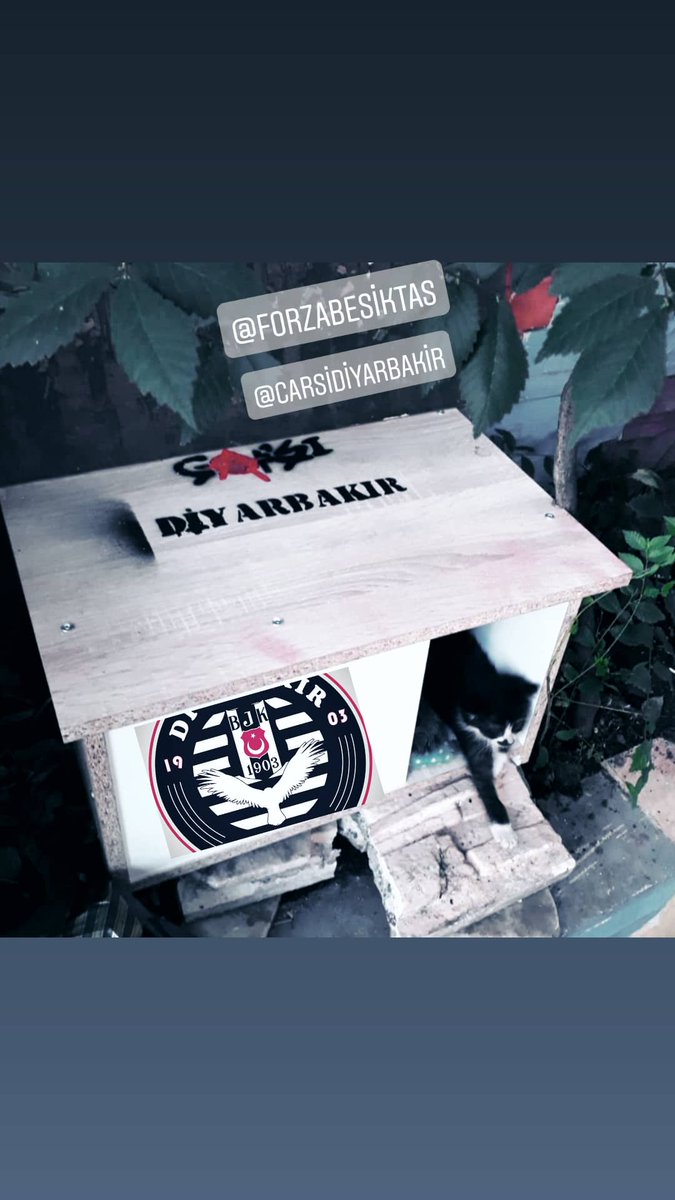 Keyifler Yerinde 😊😊😊
Ç🅰️RSI DIY🅰️RB🅰️KIR  olarak
Sokak Hayvanlarına  sahip çıkıyoruz.
#çarşıdiyarbakır #diyarbakır #amed #sokakhayvanlari #animal #kedi #pati #beşiktaş #çarşı