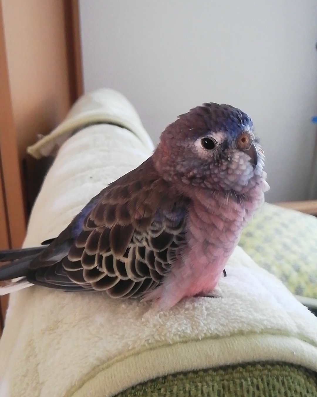 フーガまま 私の不注意でアキクサインコのハウル を迷子にさせてしまいました 横浜市栄区小菅ケ谷4丁目です 猫に連れ去らた可能性もあります 尾羽が抜けてしまっています アキクサインコ アキクサインコノーマル 迷子鳥 拡散希望