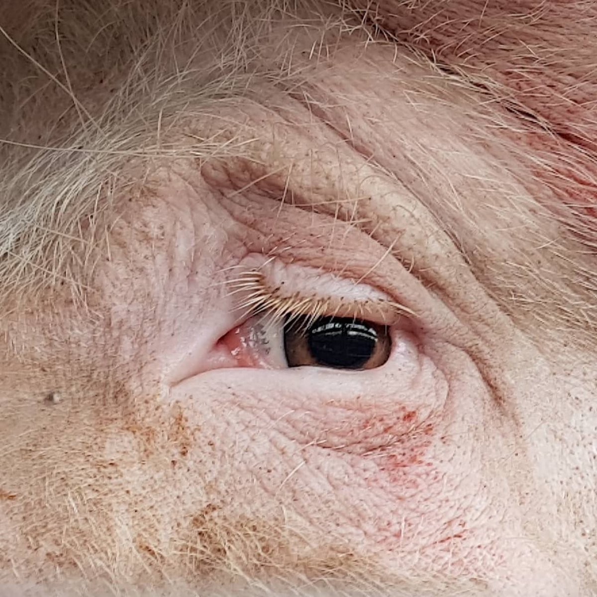 Bearing witness to those losing their lives today.

<a href="/EssexPigSave/">Essex Pig Save</a> 💗
@SaveMovementUK 
#vegan