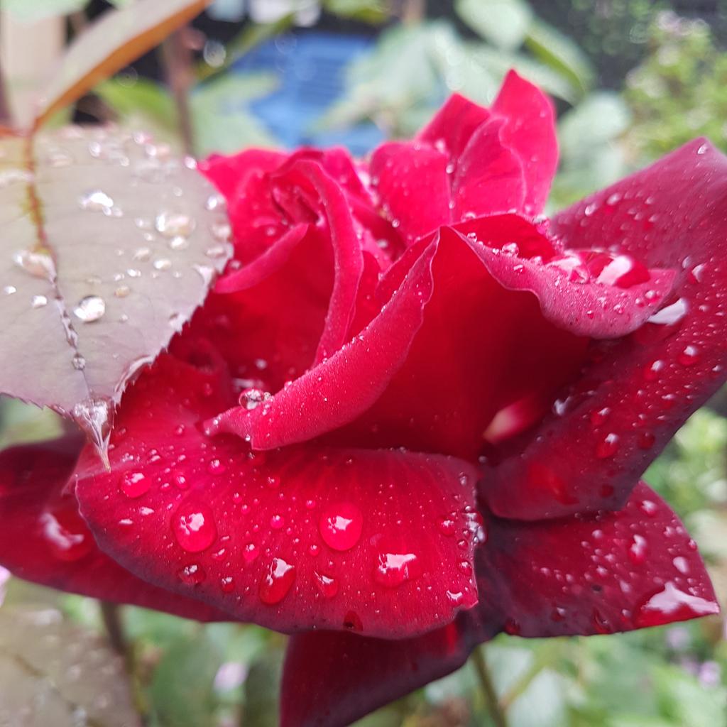 St Mary S Secret Garden On Twitter Lovely Rain Drops On Red Rose