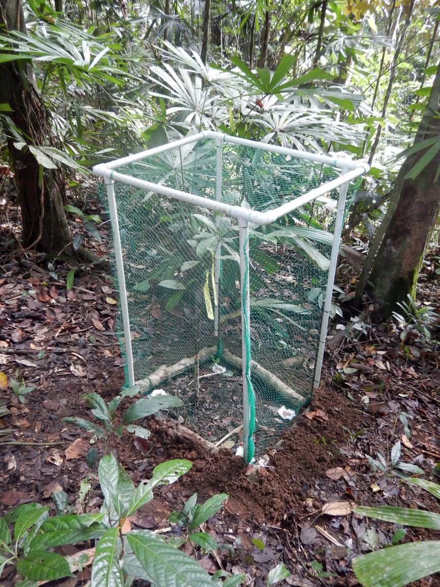 elinamantyla's tweet photo. The exclosure cages are now ready to stop birds, bats and ants getting to the experimental trees. Tomorrow we'll add the research chemicals and then the experiment will continue for the next 6 months or so. #PNGfieldwork 👍🌏 https://t.co/8OzYeY0QK8