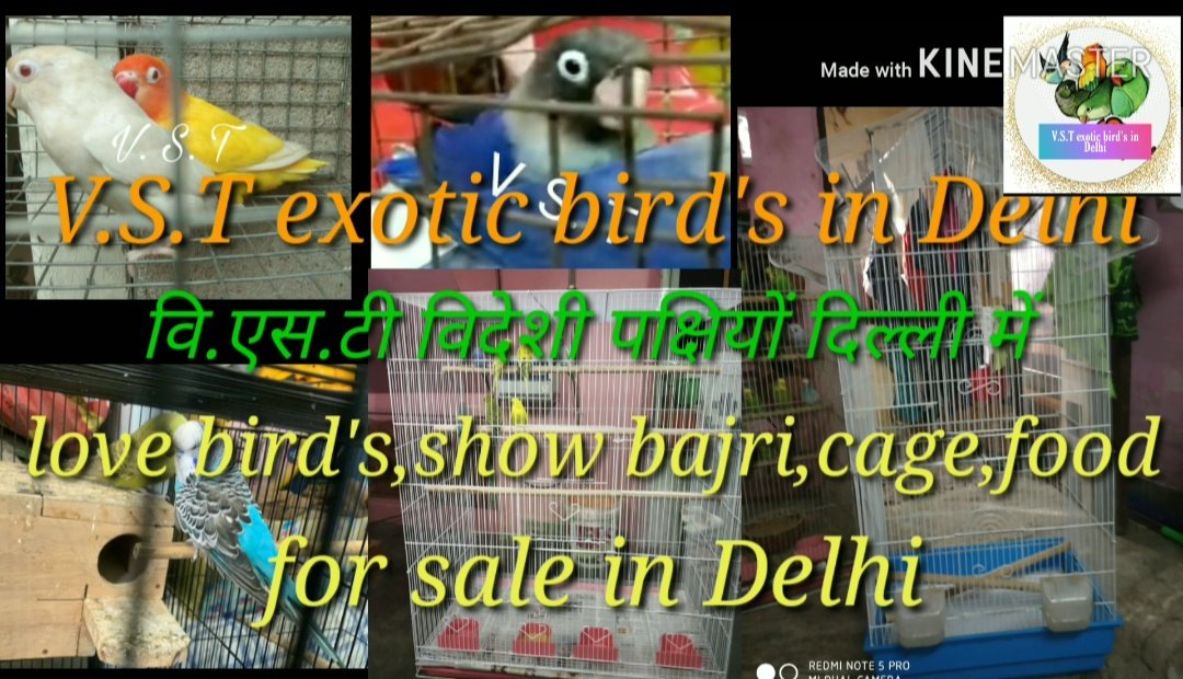 VSTexoticBirds1's tweet photo. https://t.co/cF0kmHzZ25 https://t.co/YneOLbTdDr