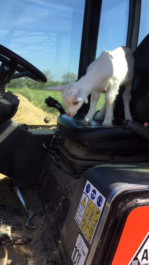 🐐😍🐐
"It appears that I can't reach the pedals!"
Looks like there was mischief yesterday on the farm! 
#Farm #goat #tractor #kid #dairy #northamptonshire #driving #humpday #wednesdaymotivation
