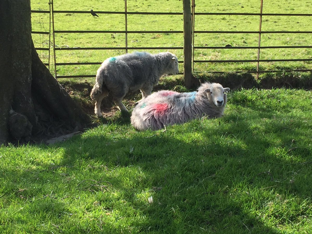 sheepfarmerjack's tweet photo. #sheep #sheep365 #SheepOfTheDay #farmlife #cumbria #farm365 #farming #farmer #agriculture #nature #LakeDistrict https://t.co/geptGi192h