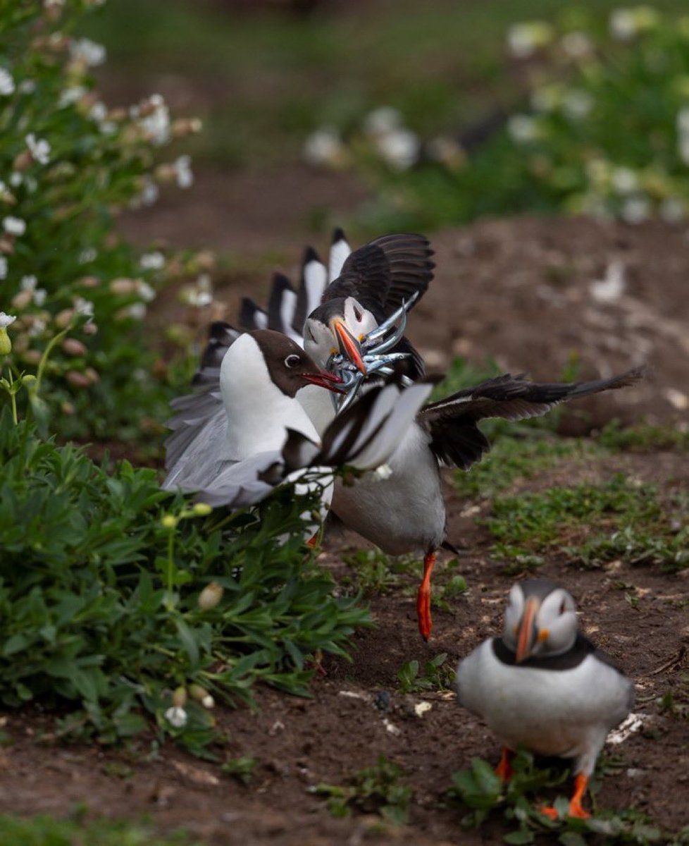 Puffins - Farne Islands 
@BBCSpringwatch @BBCCountryfile @BritBirdLovers @britwildlife @Natures_Voice @Britnatureguide @CountryfileMag @farnesdiving 

#wildlife #wildlifephotography #nature #naturephotography #birds #earthcaptures #springwatch #photooftheday #birdsoftwitter #rspb