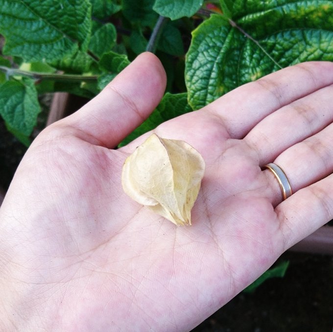 鬼灯のtwitterイラスト検索結果 古い順