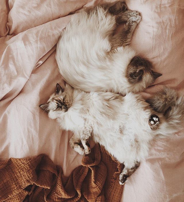 The reason I’m late for work everyday... bit.ly/2ZwaD0B