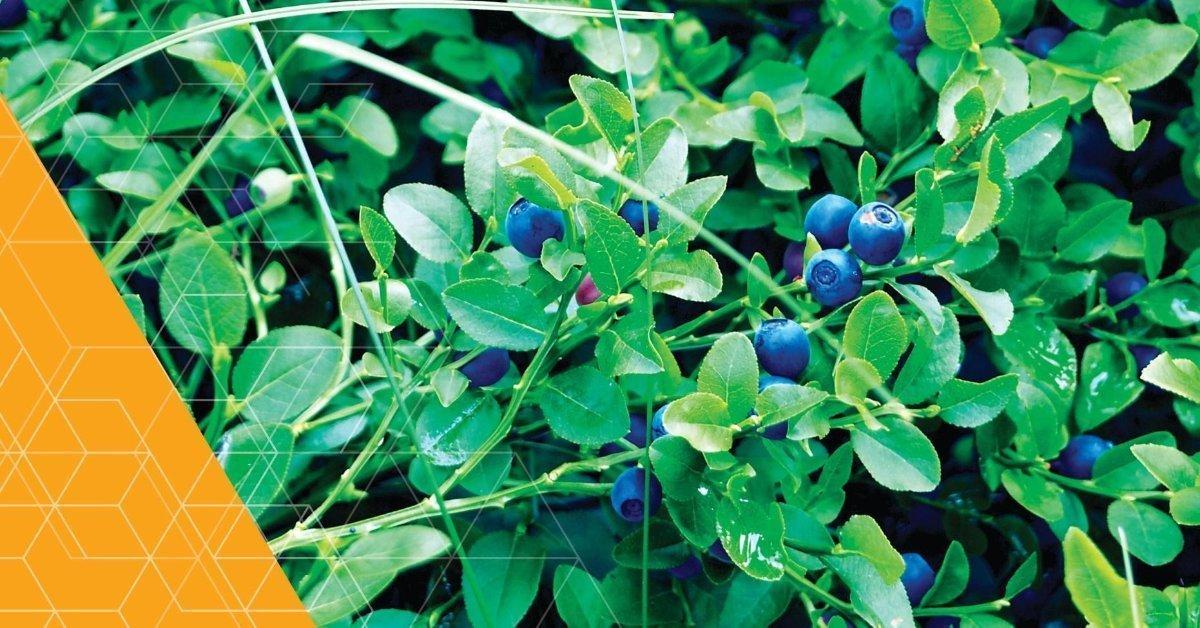 Wist je dat Peikko de eerste bouwleverancier is die een  levenscyclusanalyse (LCA) van al haar producten heeft gemaakt? Deze analyse geeft een overzicht van de impact die producten op het milieu hebben. 

#duurzaam #transparant #circulair

lnkd.in/dh-Gk8R